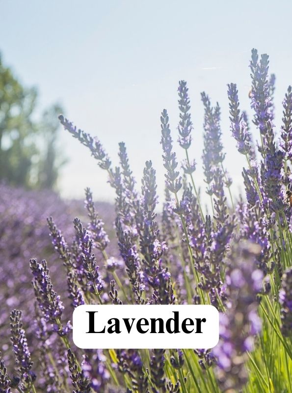 Blue (Artemisia) Lavender Salve
