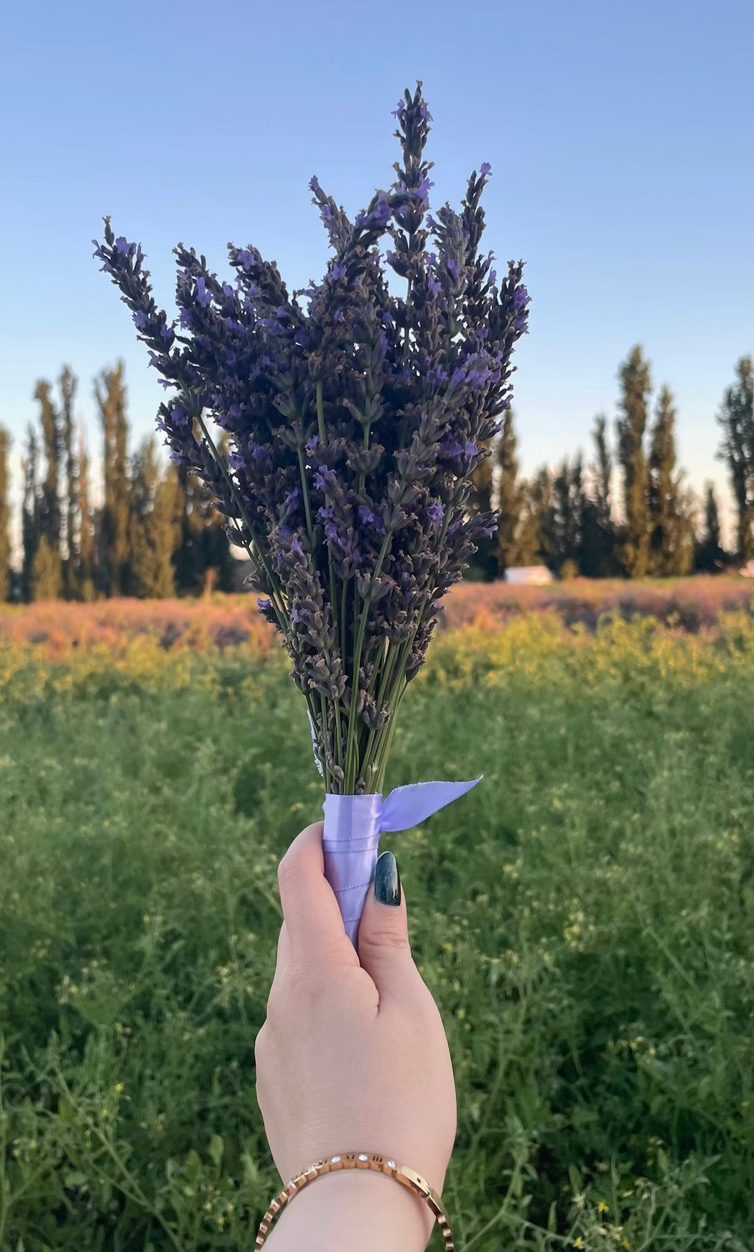 3 LAVENDER BUNDLES