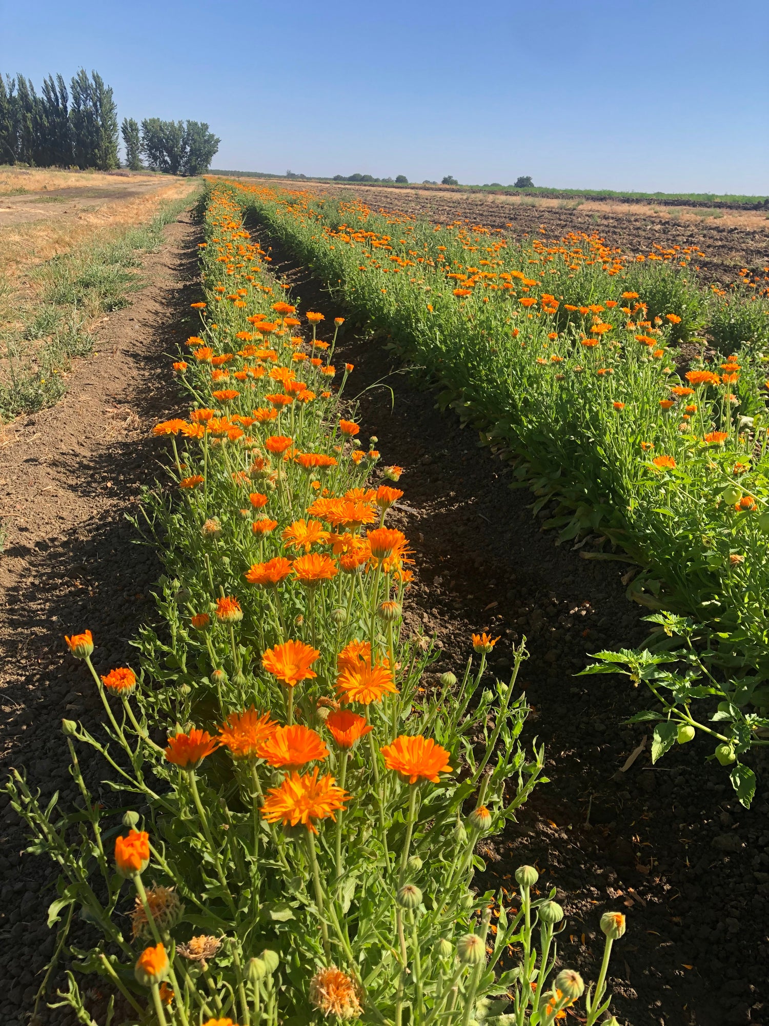 Rosw of bright orange calendula flowers in bloom at Eatwell Farm, with blue skies and tall poplar trees in the background.