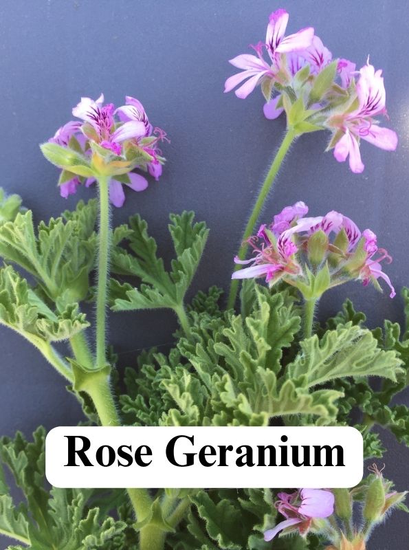 Light purple flowering Rose Geranium plant.