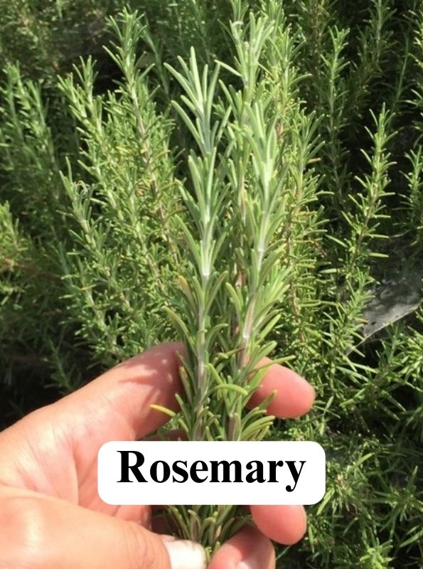 Hand holding a bunch of farm-fresh green Rosemary.